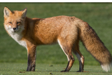 FIERCE FOX NECKLACE
